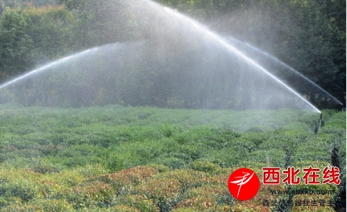 　7月27日傍晚，杭州西湖区双峰村龙井茶园，全自动喷灌系统在为“晒伤”的茶树浇水。