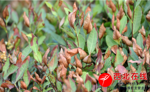 　　7月27日，热浪滚滚，杭州西湖区梵村，龙井茶树被太阳烤成焦叶状。
