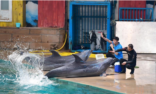 8月2日，海豚驯养师指挥海豚“上岸”表演。