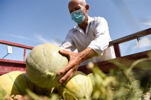 7月25日，新疆轮台县的瓜农将采摘的“老汉瓜”装车。新华社记者 丁磊 摄