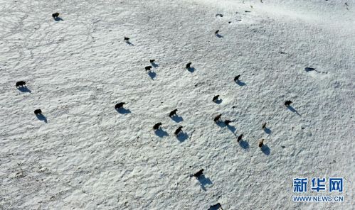 一群牦牛在雪后的草原上活动（2月25日摄，无人机照片）。