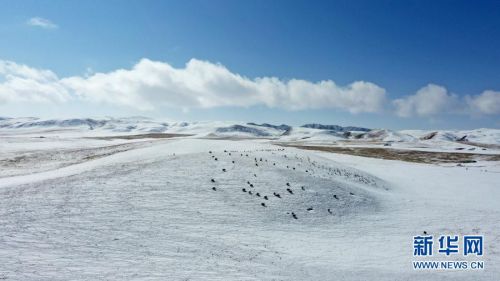 一群牦牛在雪后的草原上活动 （2月25日摄，无人机照片）。