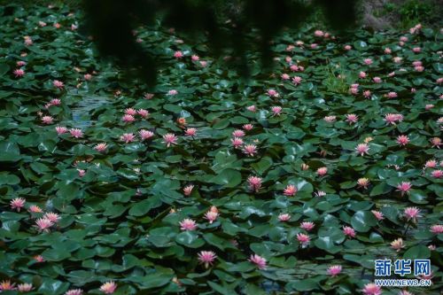 在东林镇东方村，水田里种植的睡莲盛开（5月7日摄）。