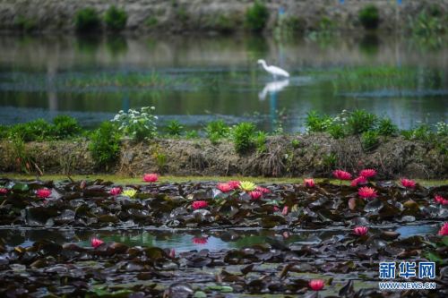 在东林镇东方村，水田里种植的睡莲盛开 （5月7日摄）。