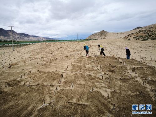 在山南市雅鲁藏布江河谷地带，村民们在维护固沙用的草方格（2019年7月14日摄）。新华社发（资料照片）