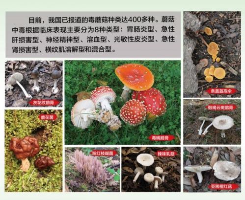 我国约有400种左右有毒的蘑菇。图片来源：中国疾病预防控制中心