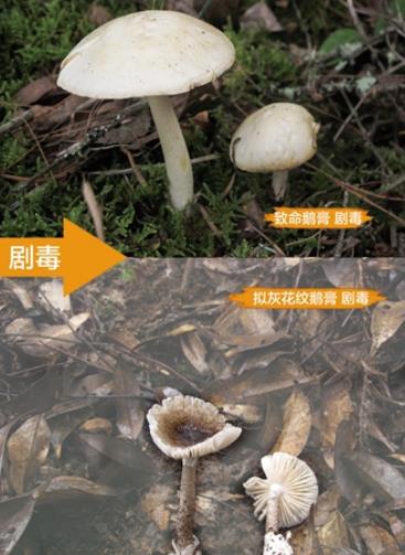 含剧毒的致命鹅膏和拟灰花纹鹅膏。图片来源：中国疾病预防控制中心