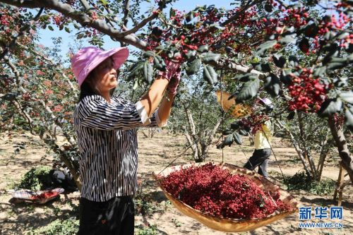 7月31日，甘谷县六峰镇姜家庄村村民在采摘花椒。