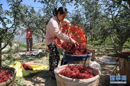 7月31日，甘谷县六峰镇姜家庄村村民在采摘花椒。