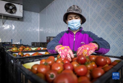 8月29日，在宁夏银川市贺兰县洪广镇欣荣村冷库，农民在分拣番茄。