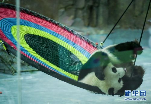 9月19日，在青海省西宁市青藏高原野生动物园熊猫馆，大熊猫“奇果”在玩耍。 新华社记者 薛玉斌 摄