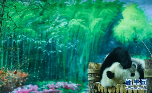 9月19日，在青海省西宁市青藏高原野生动物园熊猫馆， 大熊猫“奇果”在玩耍。新华社记者 薛玉斌 摄