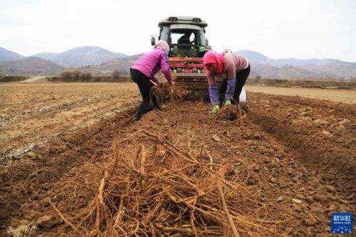 11月11日，甘肃省定西市岷县梅川镇农民在采收黄芪。新华社发（王克贤 摄）