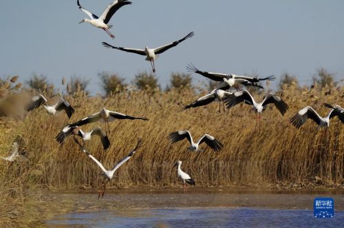 11月14日，一群东方白鹳在曹妃甸湿地飞舞。