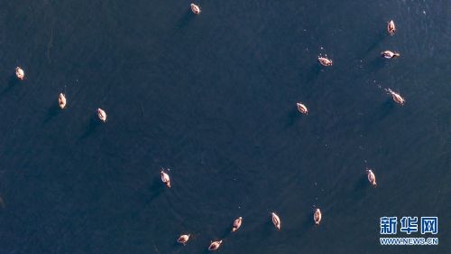12月29日，一群赤嘴潜鸭在托素湖里觅食。新华网发（宋忠勇 摄）