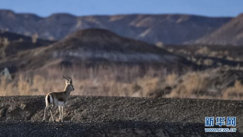 12月29日，在可鲁克湖畔拍摄到的鹅喉羚。新华网  潘彬彬摄