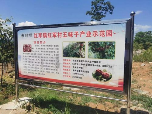 寨沟地区建成50亩五味子示范园区
