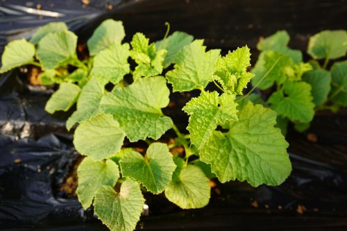 幼苗长势喜人 (1)