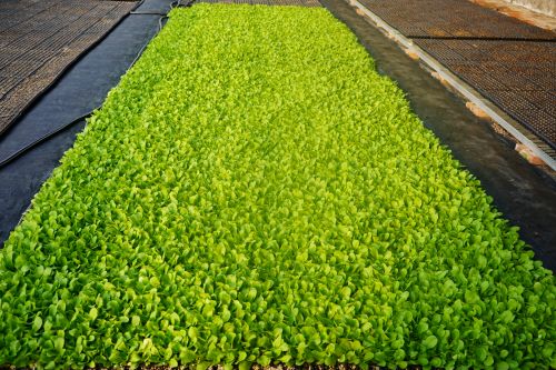 幼苗长势喜人 (2)