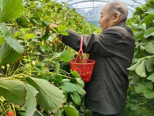镇坪县城关镇：草莓飘香采摘忙“莓”好__生活已启航 (1)