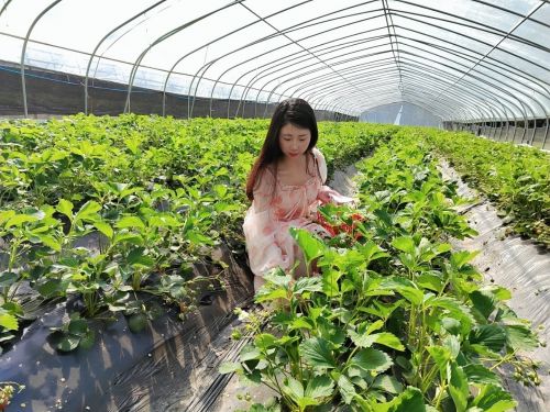 镇坪县城关镇：草莓飘香采摘忙“莓”好__生活已启航