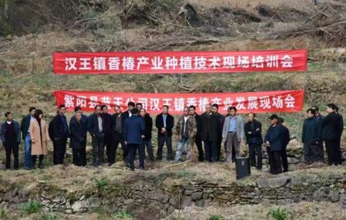 紫阳县汉王镇：香椿种植助力农业