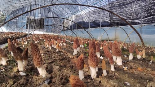 羊肚菌长出来的样子