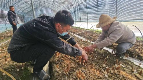 第一书记王勇指导羊肚菌照片-1