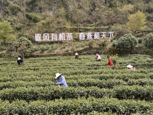 白河县茶旅文化节暨“春游白河” (1)