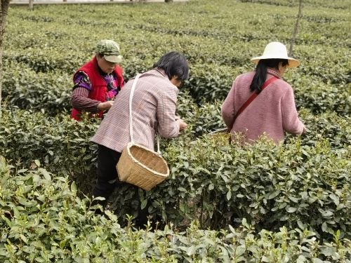 白河县茶旅文化节暨“春游白河” (2)