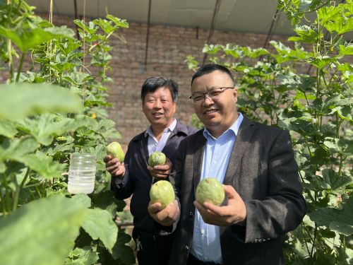 西左界村芝麻香瓜上市 喜获丰收