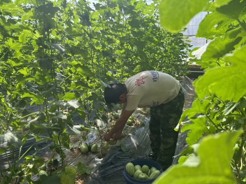 种植户正在忙着打理采摘芝麻香瓜