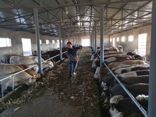 肉牛养殖基地 (5)