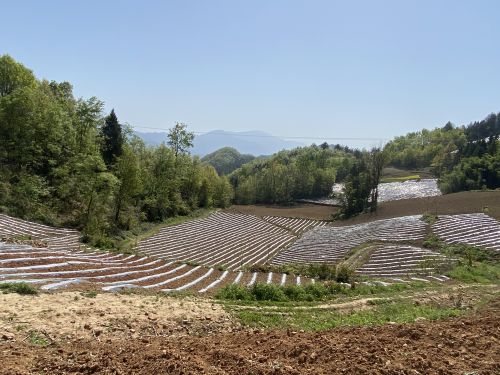 石泉县后柳镇：代表助力促春耕
