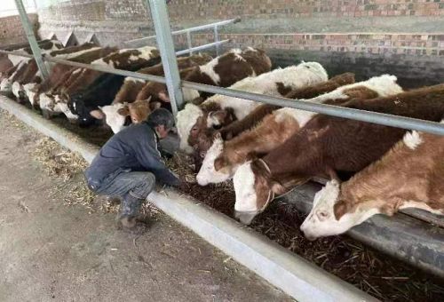 汉阴县蒲溪镇：“小”农场闯出致