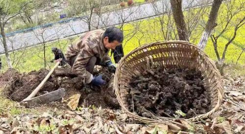 安康市宁陕县：板栗树下“黑金”