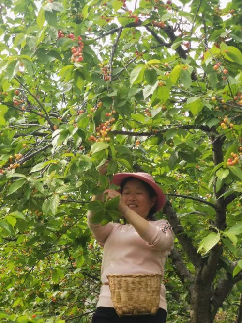 旬阳市段家河镇：庭院经济有看头也有赚头