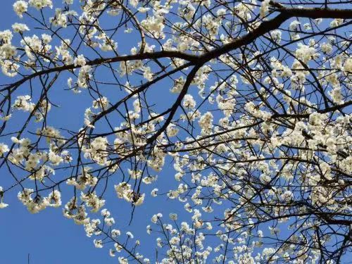 旬阳市段家河镇：庭院经济有看头也有赚头 (2)