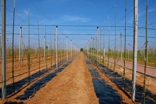 交道茹子社区矮化密植示范园