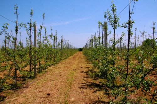 钳二矮化自根砧大苗繁育基地