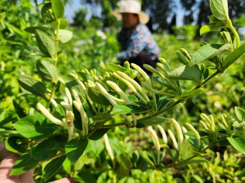 mmexport1687051784181