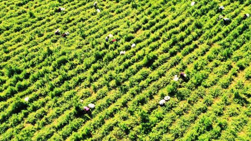 mmexport1687051536893