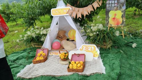 紫阳县双安镇富硒黄桃开园节暨招商引资签约会成功举办3
