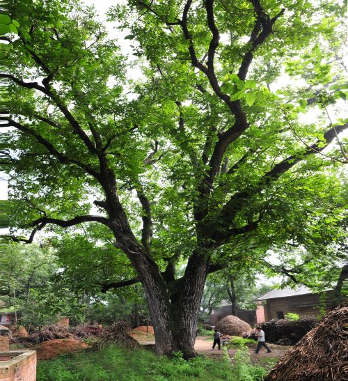 mmexport1690771606190