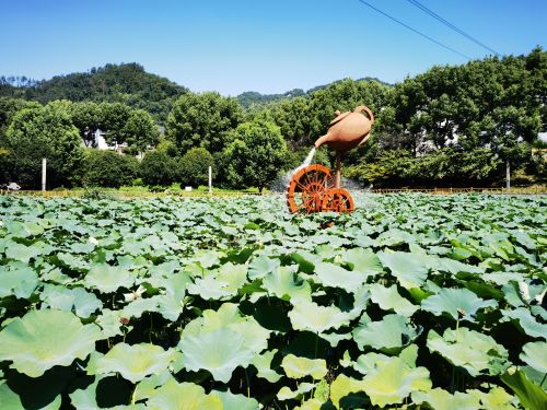 全国生态日丨陕西省生态文明建设促进会在平利举行1